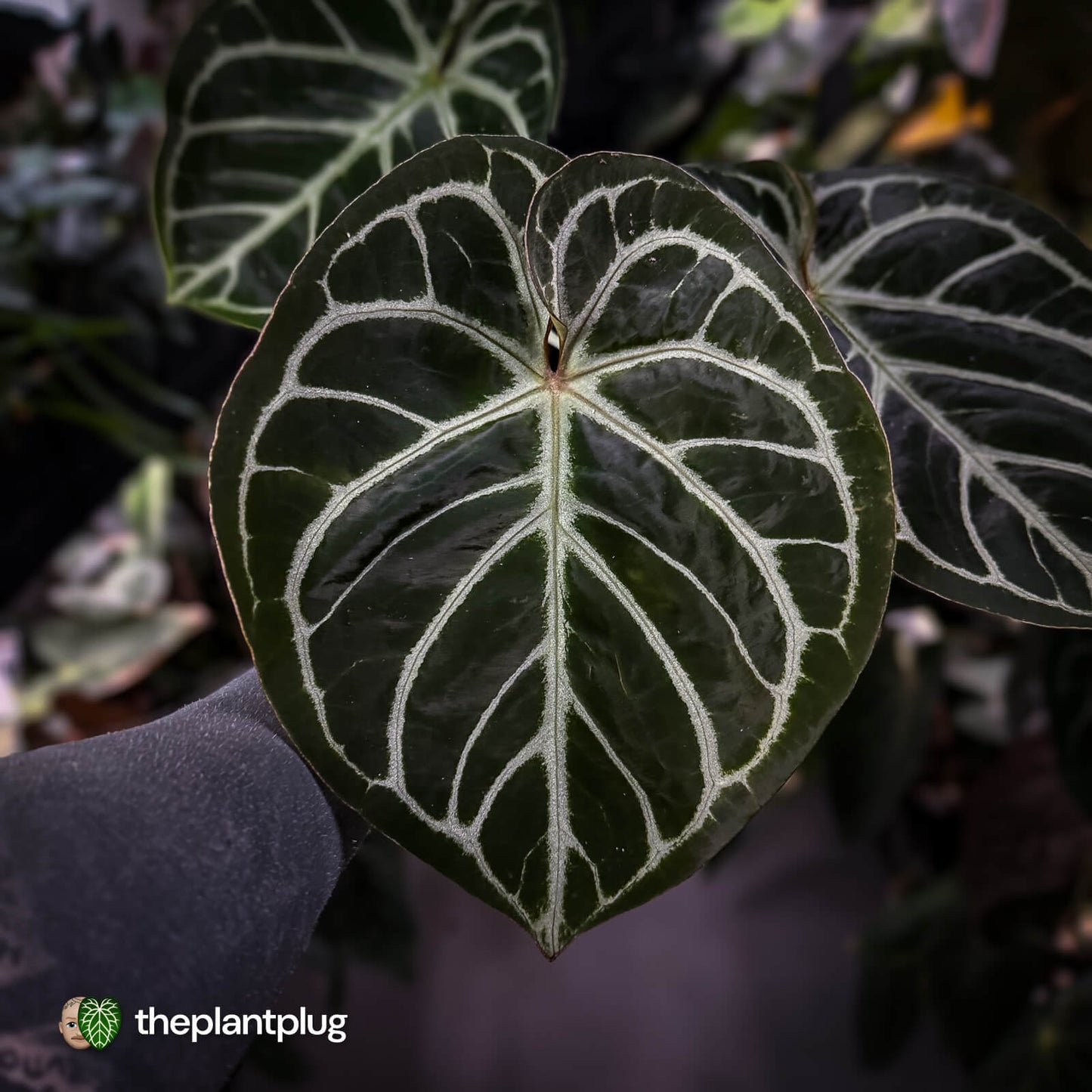 Anthurium 'Dorayaki Silver' x 'Waddle NOID' • holdback