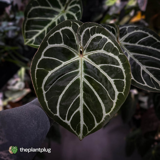Anthurium 'Dorayaki Silver' x 'Waddle NOID'