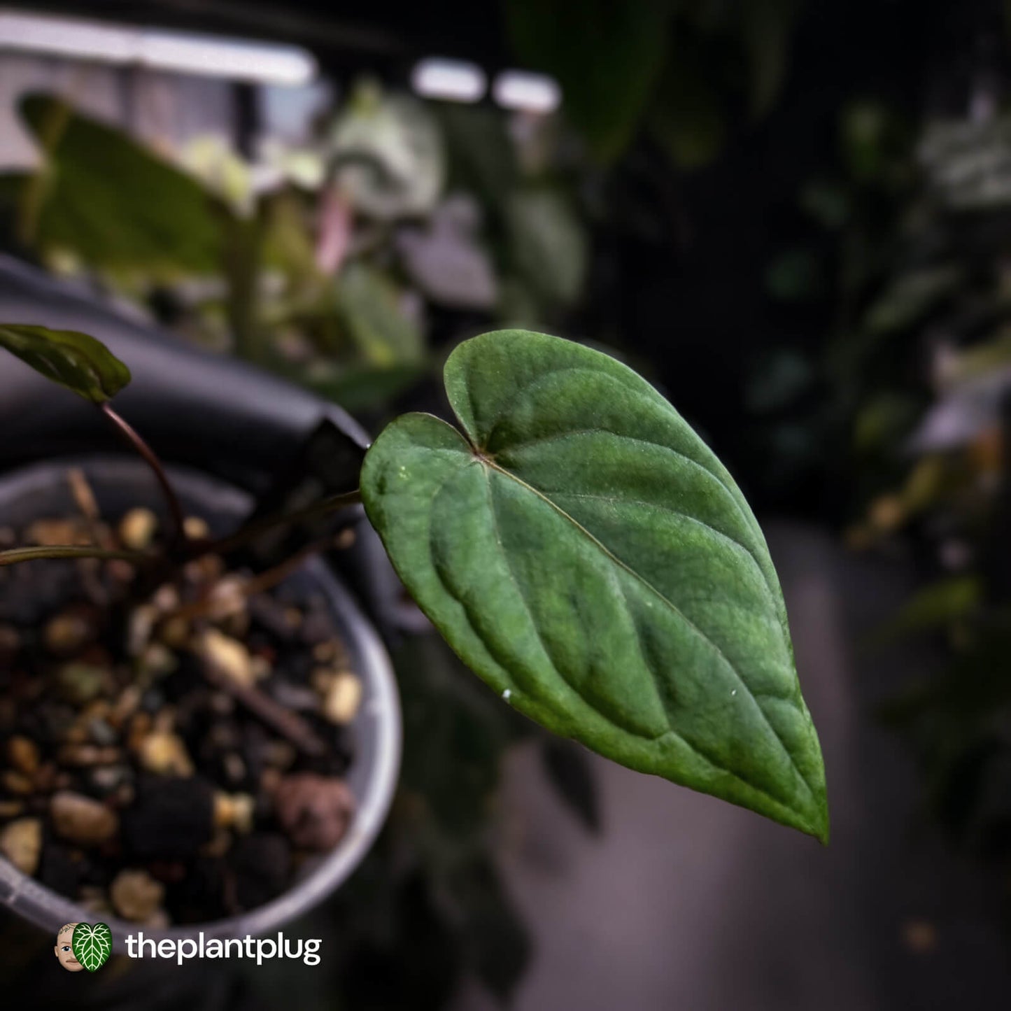 Anthurium 'Midnight Velvet Deep Ruby' 💜