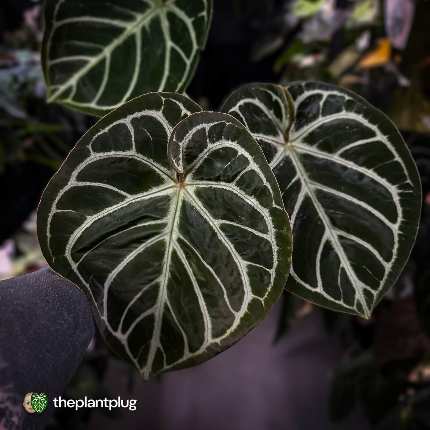 Anthurium 'Dorayaki Silver' x 'Waddle NOID' • holdback