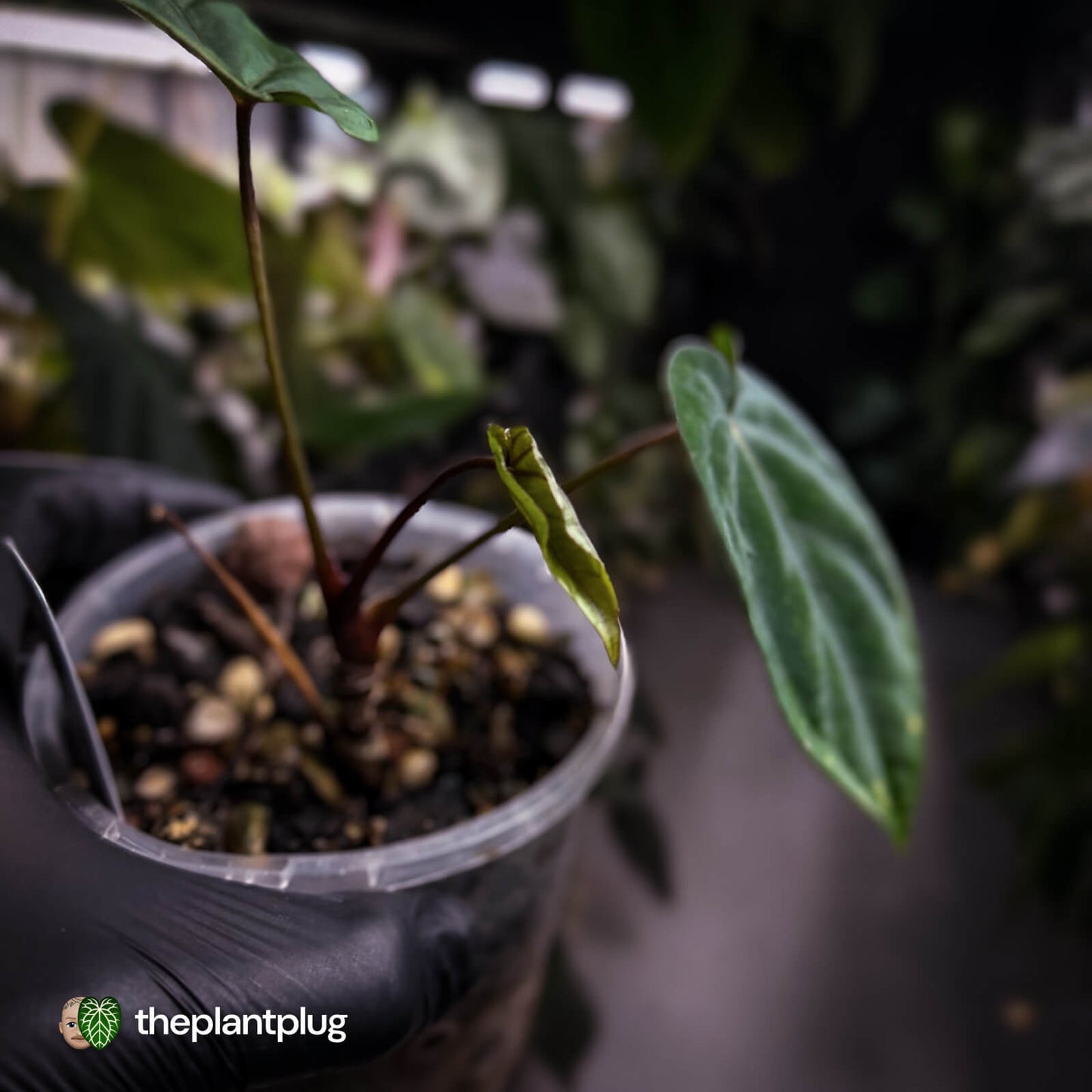 Anthurium 'Midnight Velvet Deep Ruby' 💜