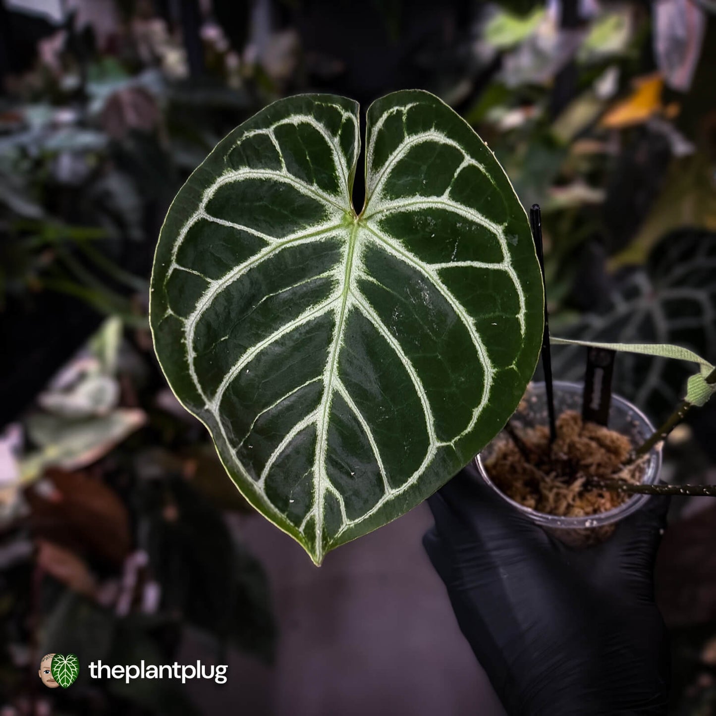 Anthurium 'Dorayaki Silver' x 'Waddle NOID' • holdback