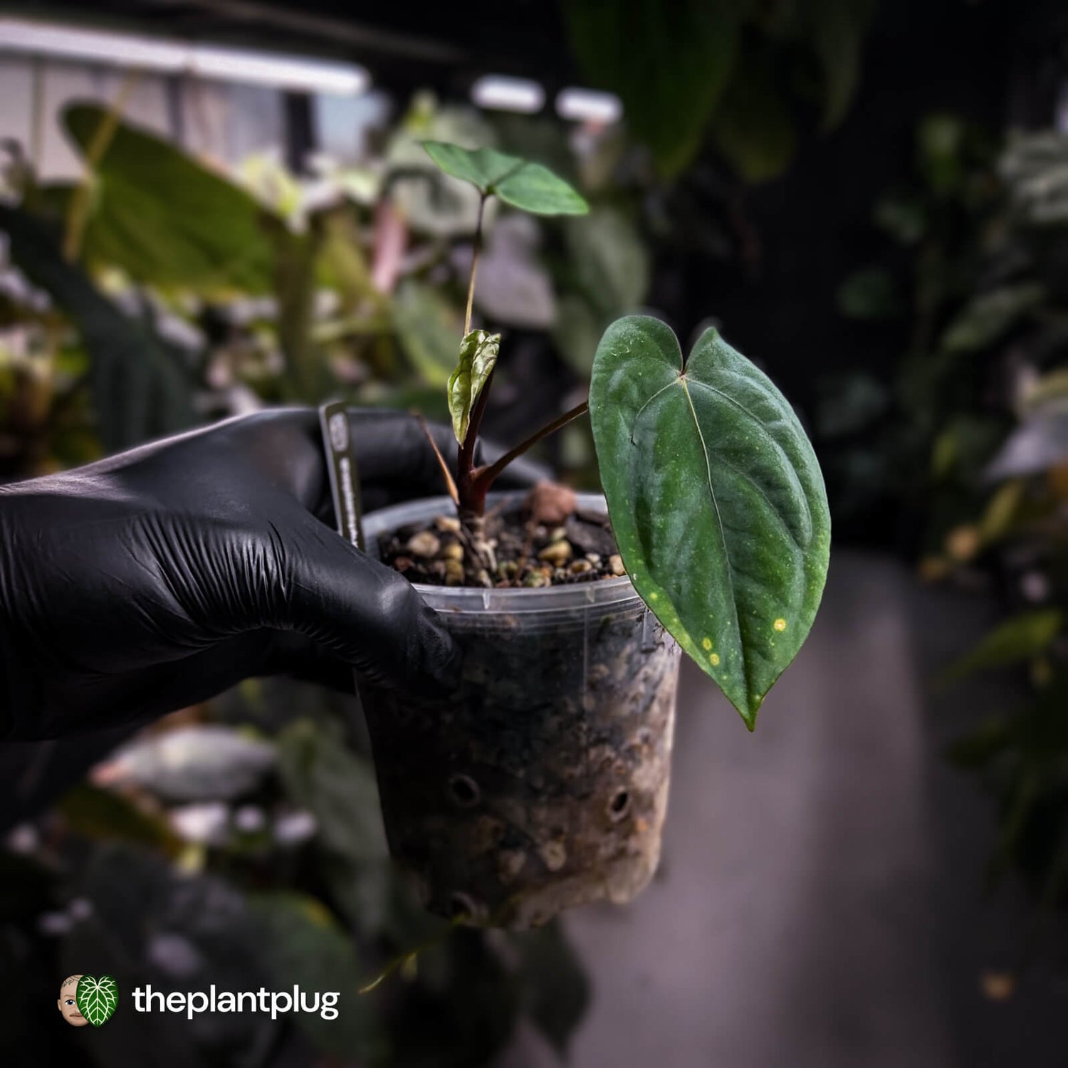 Anthurium 'Midnight Velvet Deep Ruby' 💜