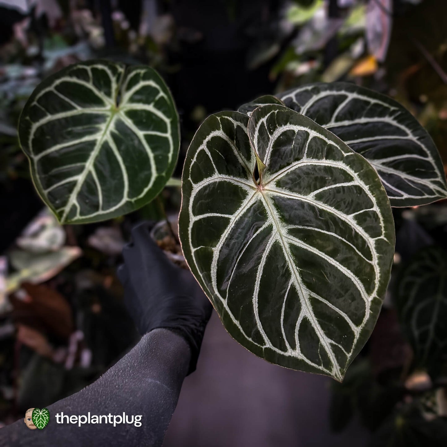 Anthurium 'Dorayaki Silver' x 'Waddle NOID' • holdback