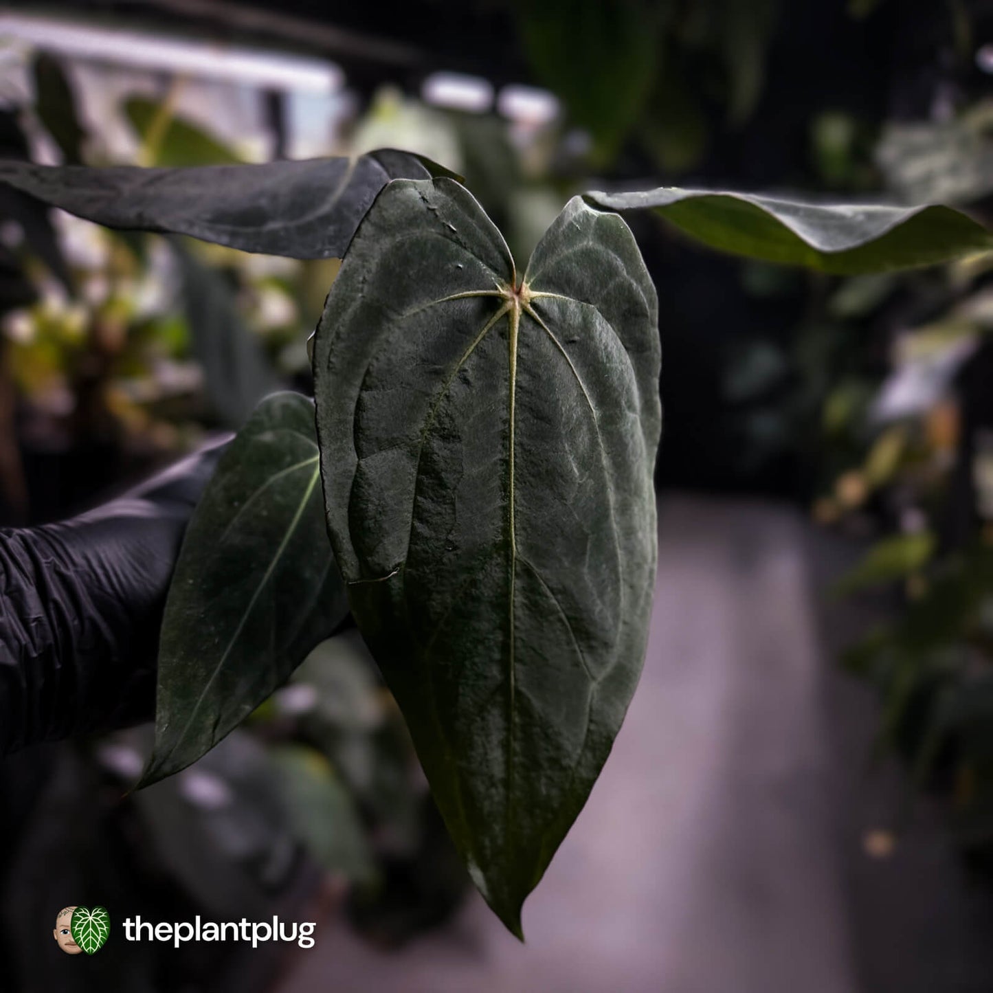 Anthurium carlablackiae x #MidnightVelvet • select