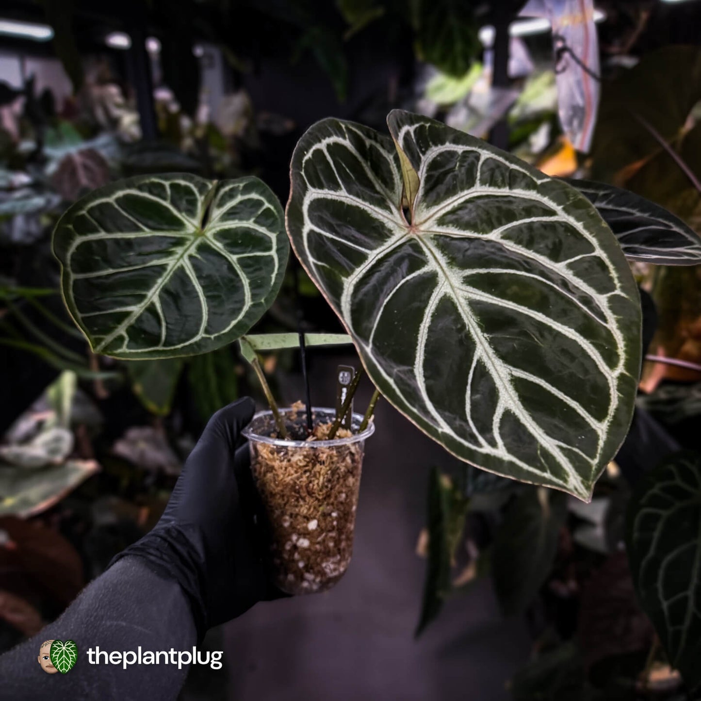Anthurium 'Dorayaki Silver' x 'Waddle NOID' • holdback