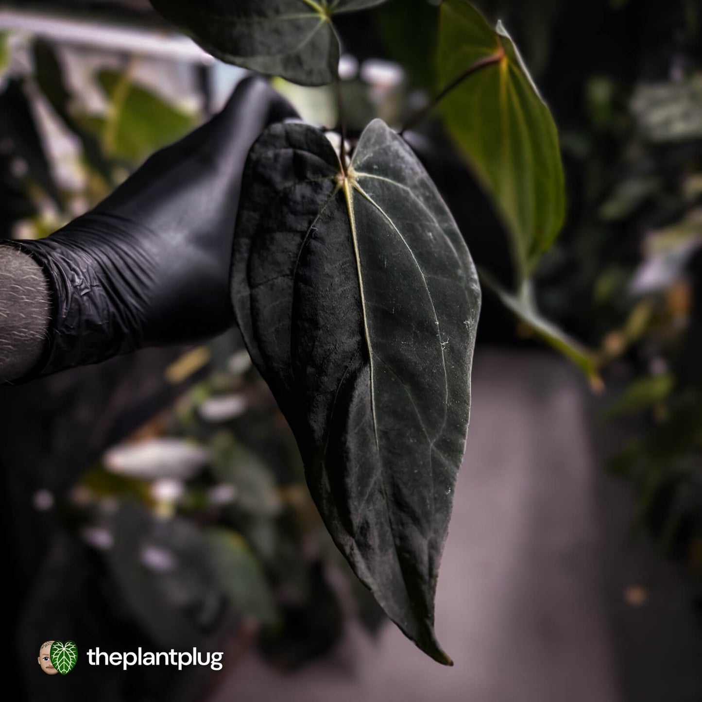 Anthurium carlablackiae x #MidnightVelvet • select