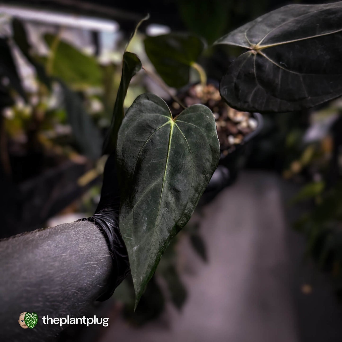 Anthurium carlablackiae x #MidnightVelvet • select