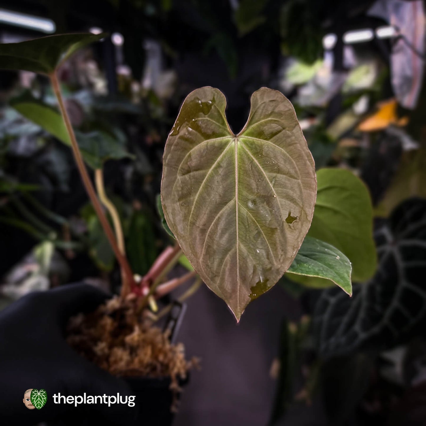 Anthurium besseae aff x kunayalense
