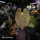 Anthurium besseae aff x kunayalense