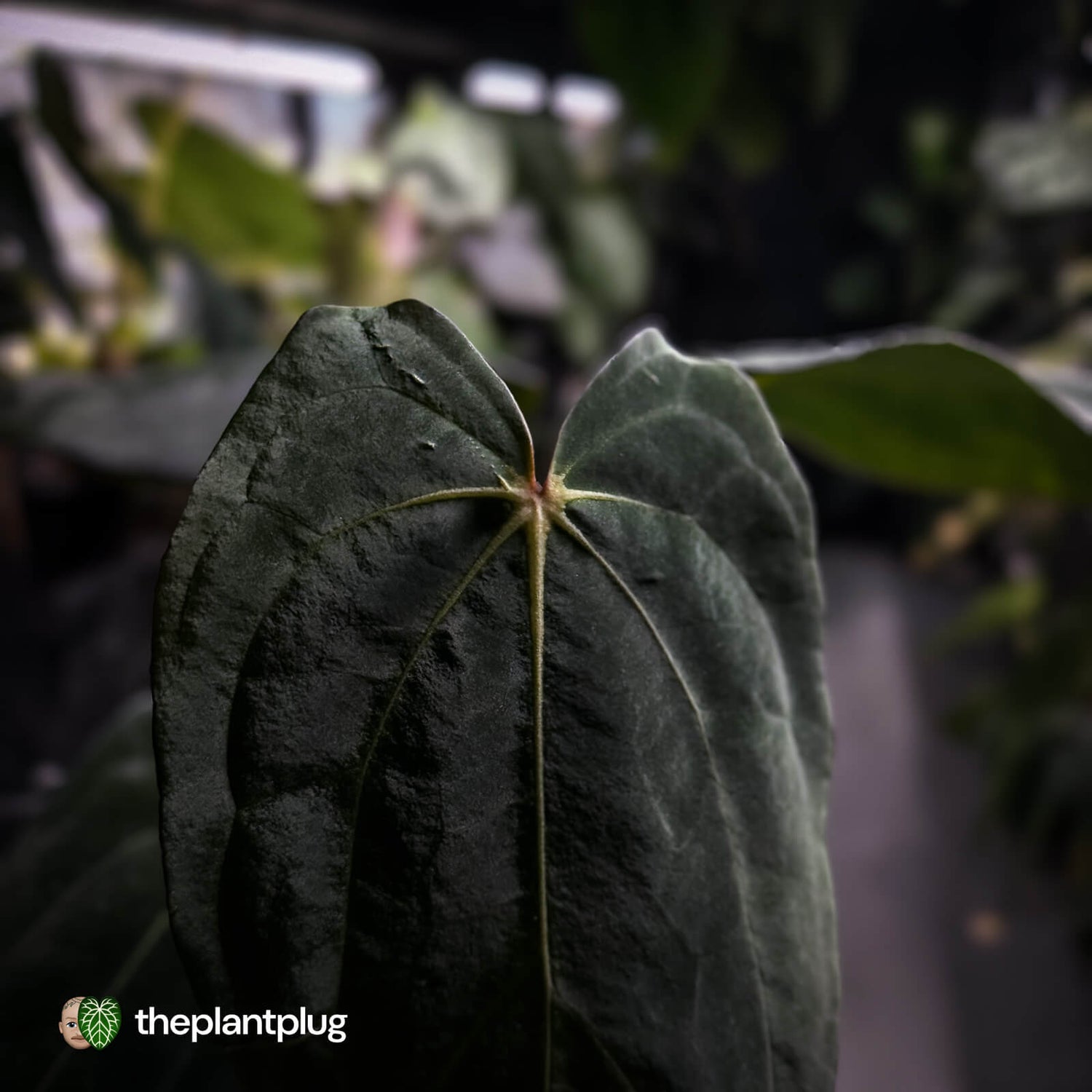 Anthurium carlablackiae x #MidnightVelvet • select