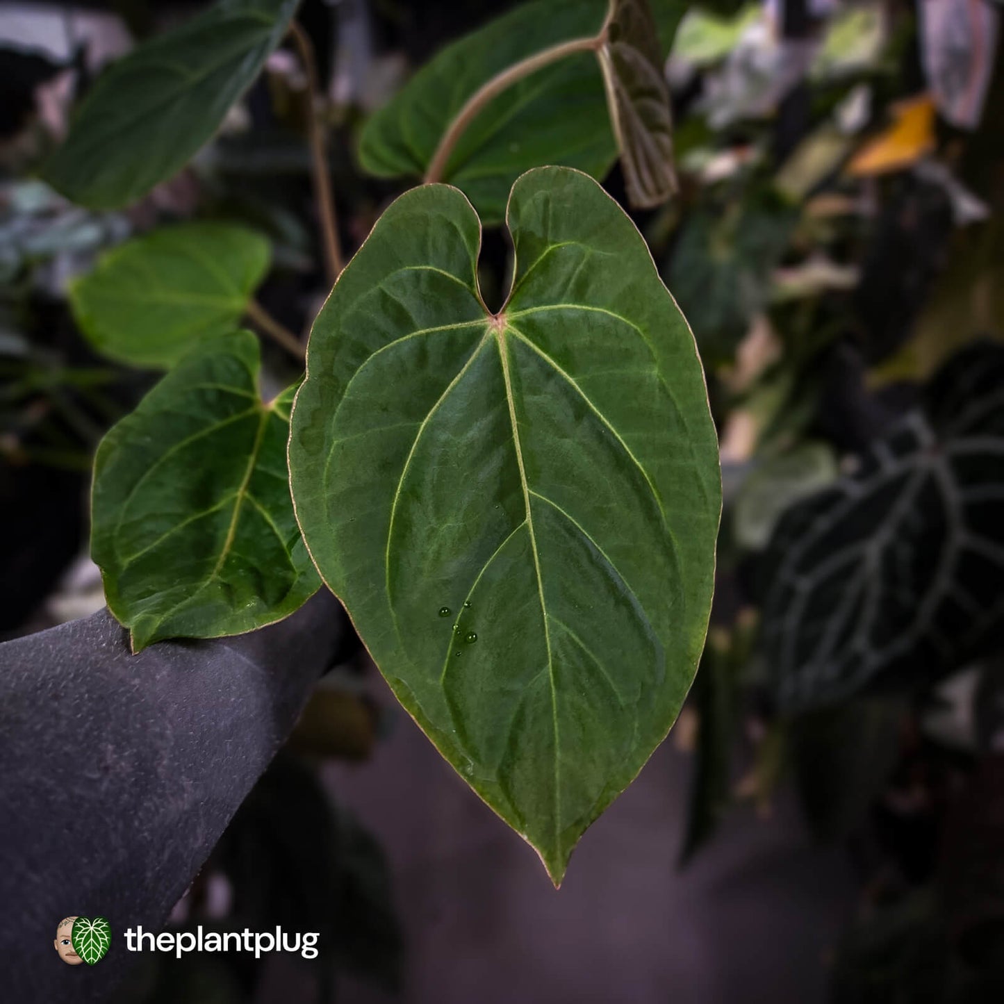 Anthurium besseae aff x kunayalense