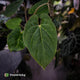 Anthurium besseae aff x kunayalense