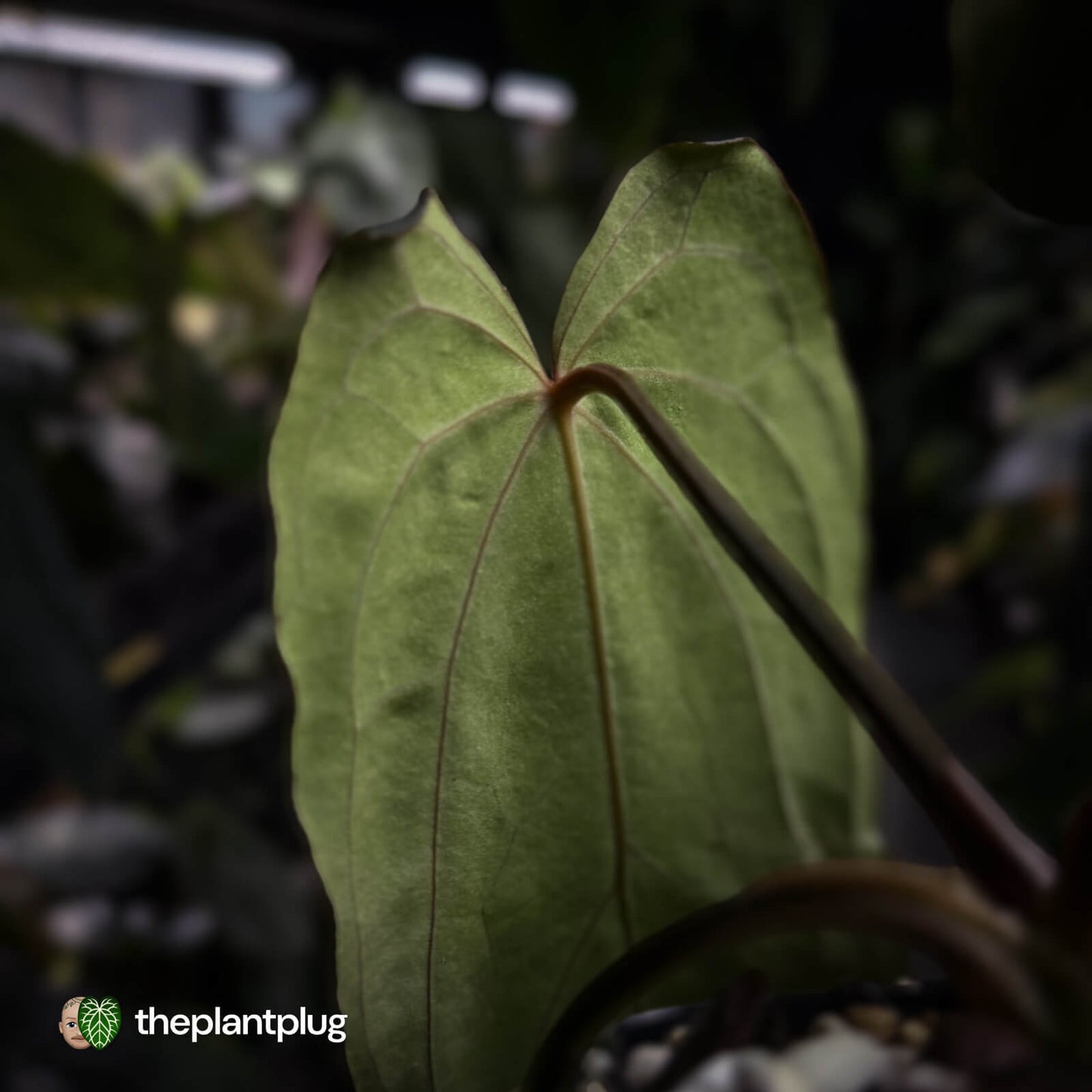 Anthurium carlablackiae x #MidnightVelvet • select