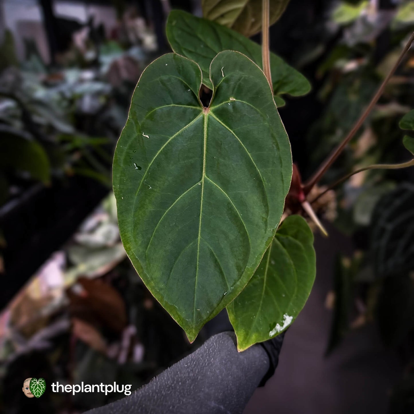 Anthurium besseae aff x kunayalense