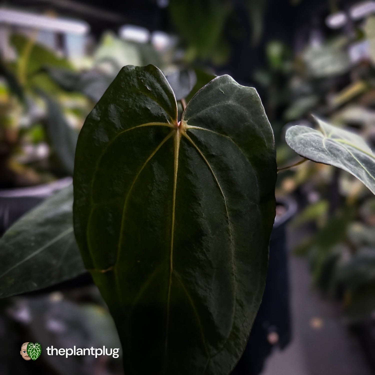 Anthurium carlablackiae x #MidnightVelvet • select