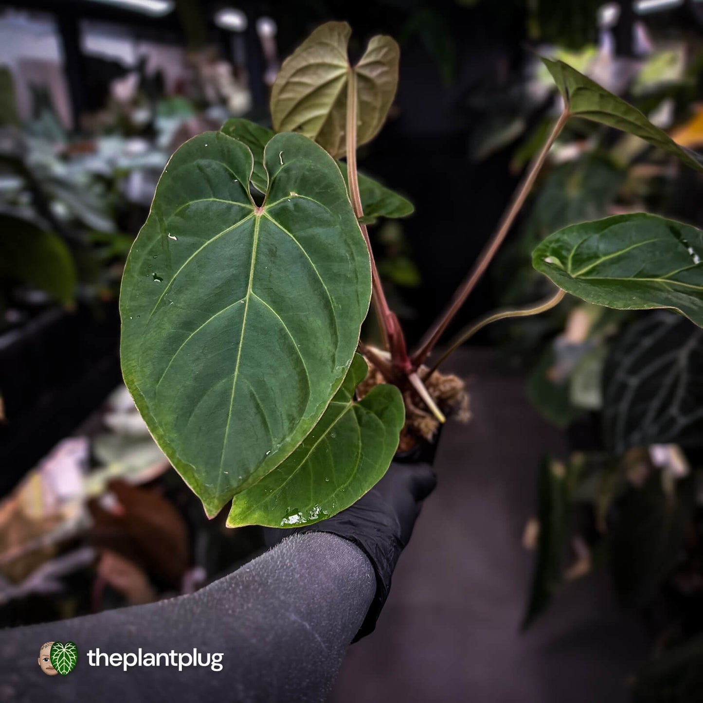 Anthurium besseae aff x kunayalense