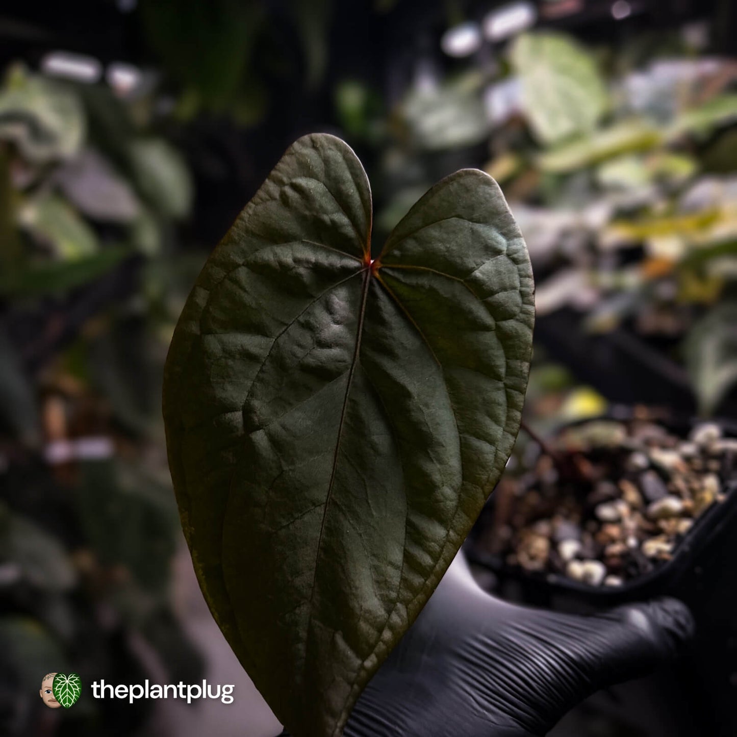 Anthurium [(pap x dress) x 'Waddle Noid'] #VolcanicAsh 🌋