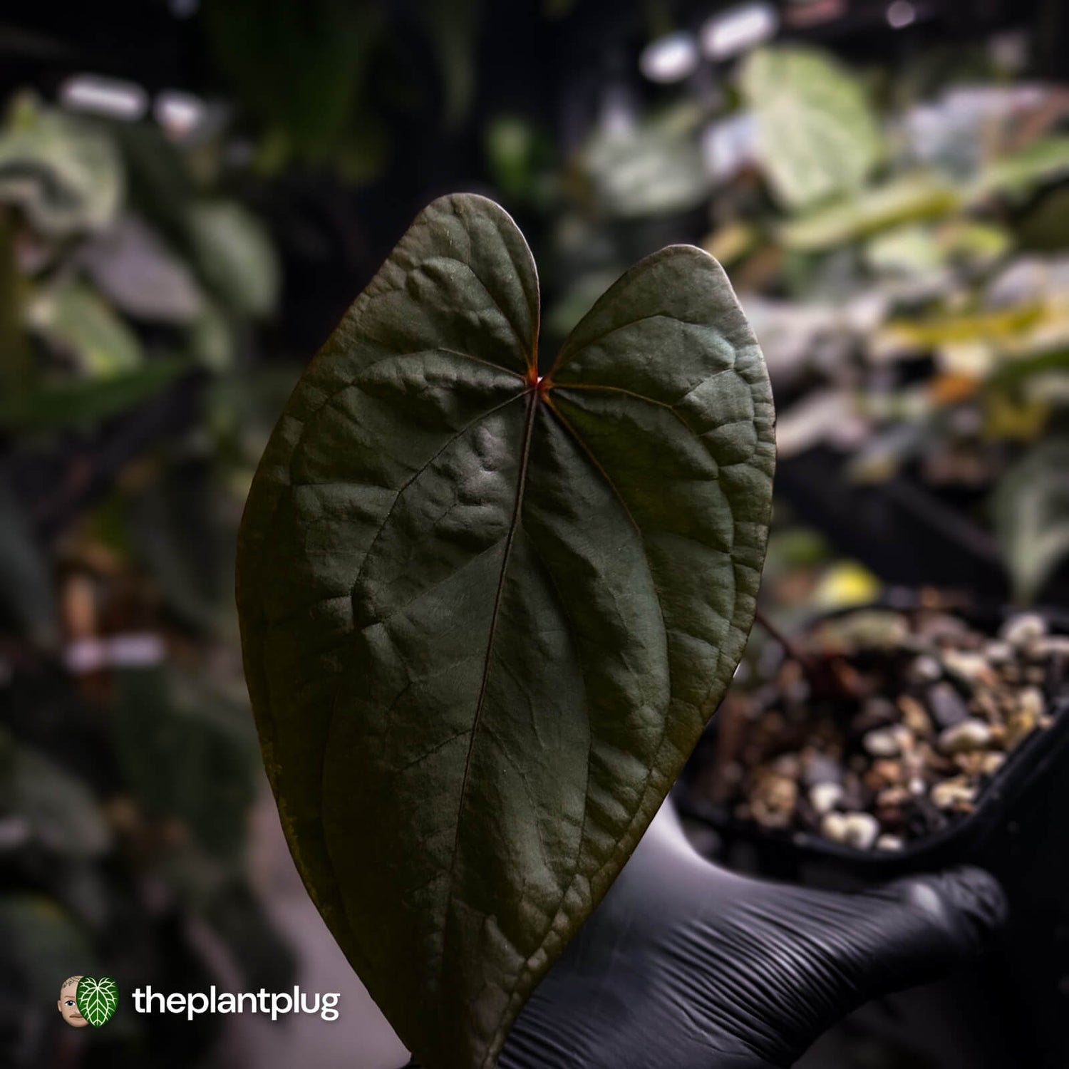 Anthurium [(pap x dress) x 'Waddle Noid'] #VolcanicAsh 🌋