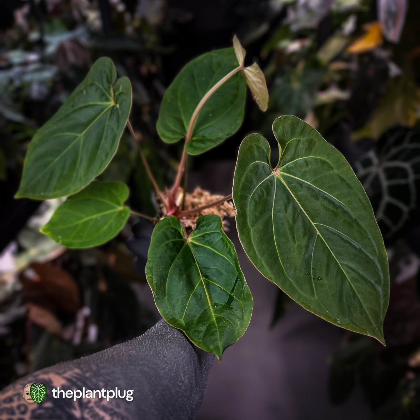 Anthurium besseae aff x kunayalense