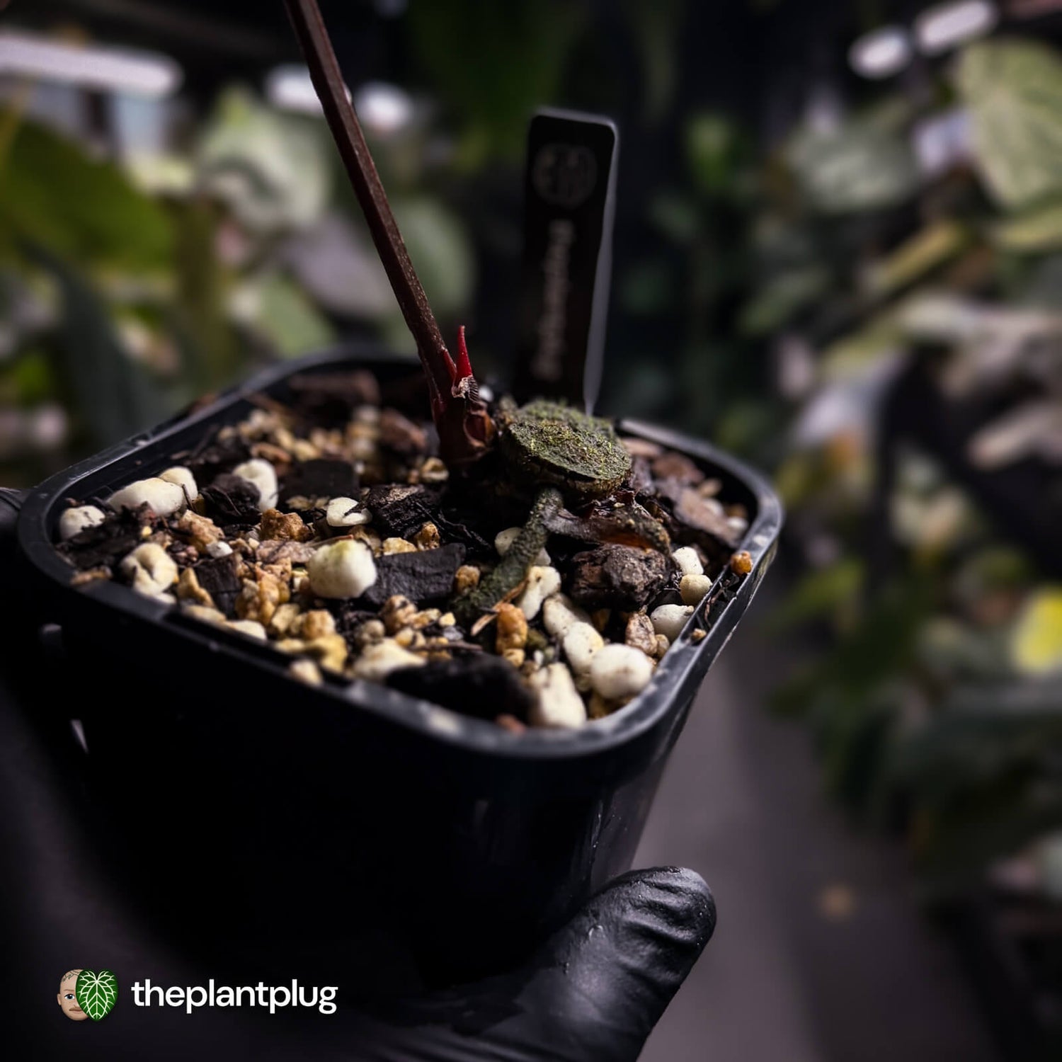 Anthurium [(pap x dress) x 'Waddle Noid'] #VolcanicAsh 🌋