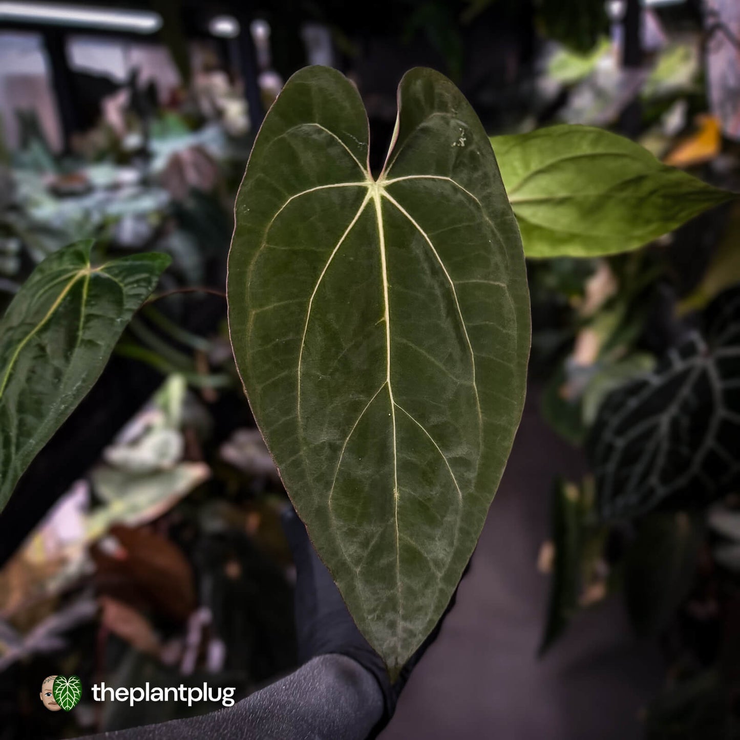 Anthurium carlablackiae 'TPP1' x (pap x dress, ex. JS) • XL select plant