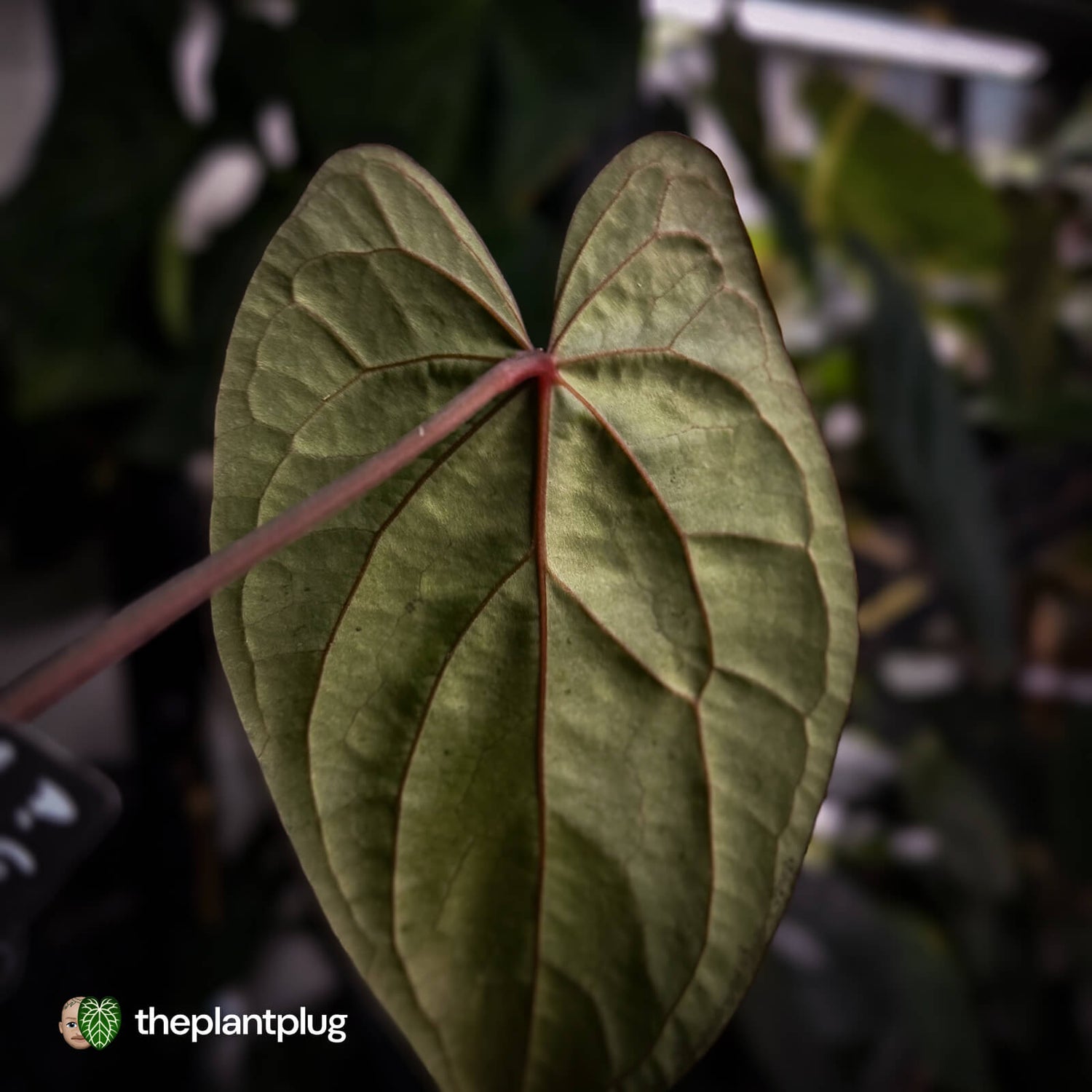 Anthurium [(pap x dress) x 'Waddle Noid'] #VolcanicAsh 🌋