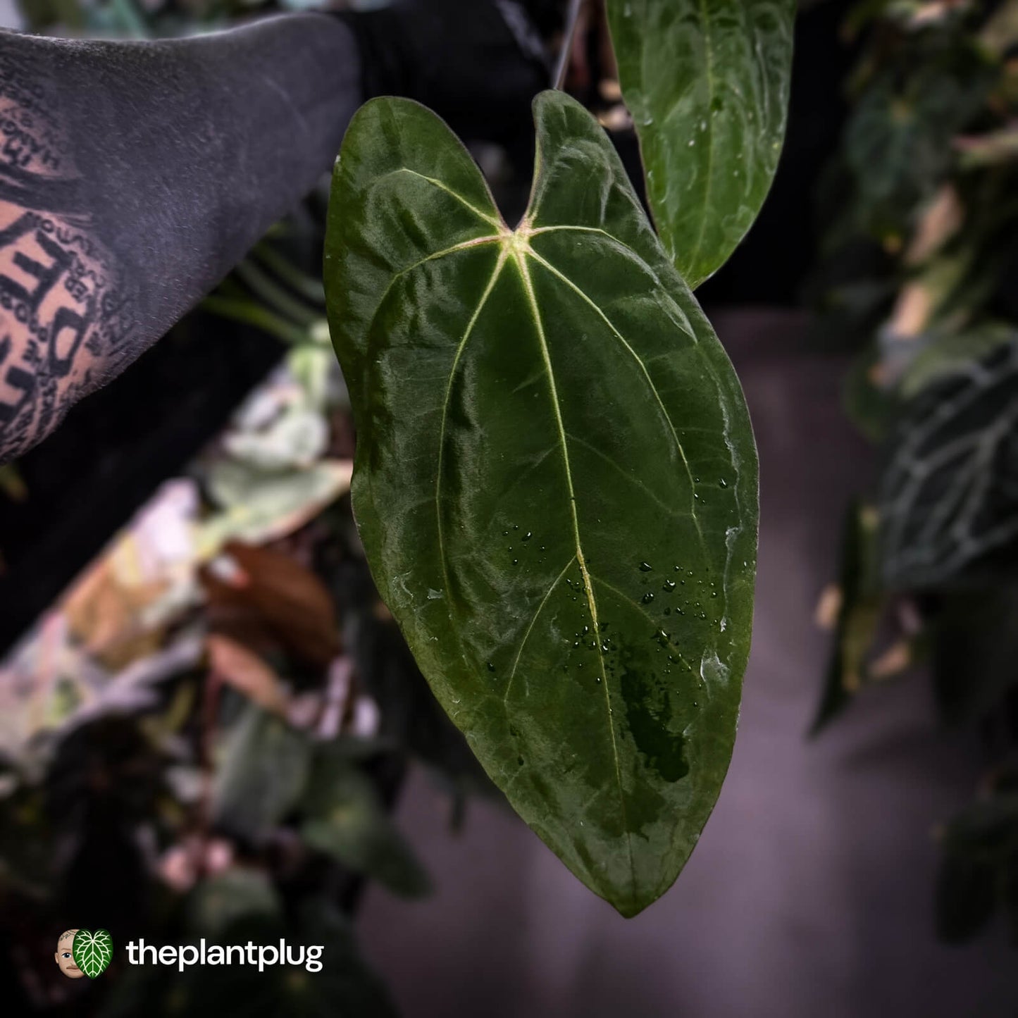 Anthurium carlablackiae 'TPP1' x (pap x dress, ex. JS) • XL select plant