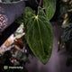 Anthurium carlablackiae 'TPP1' x (pap x dress, ex. JS) • XL select plant