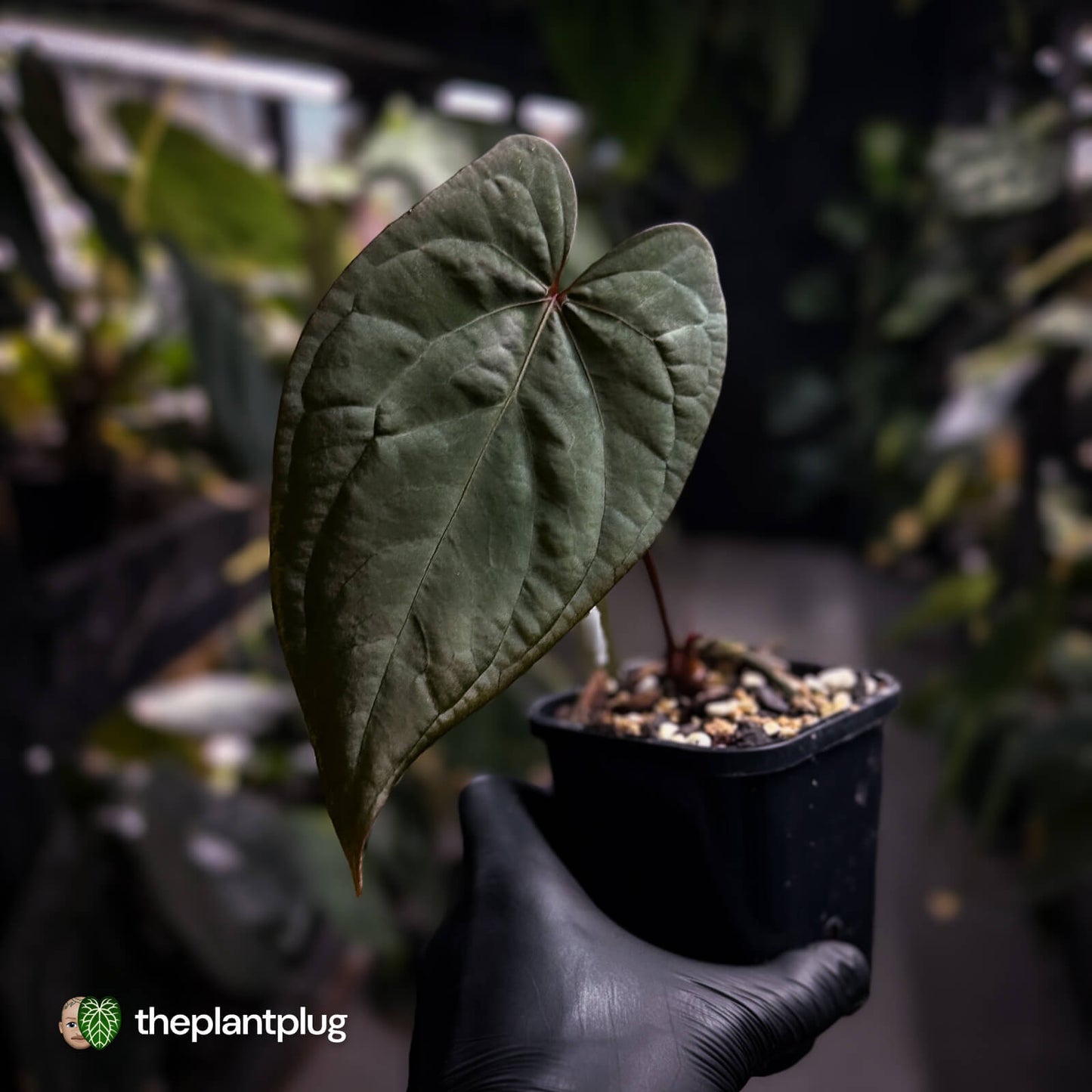 Anthurium [(pap x dress) x 'Waddle Noid'] #VolcanicAsh 🌋