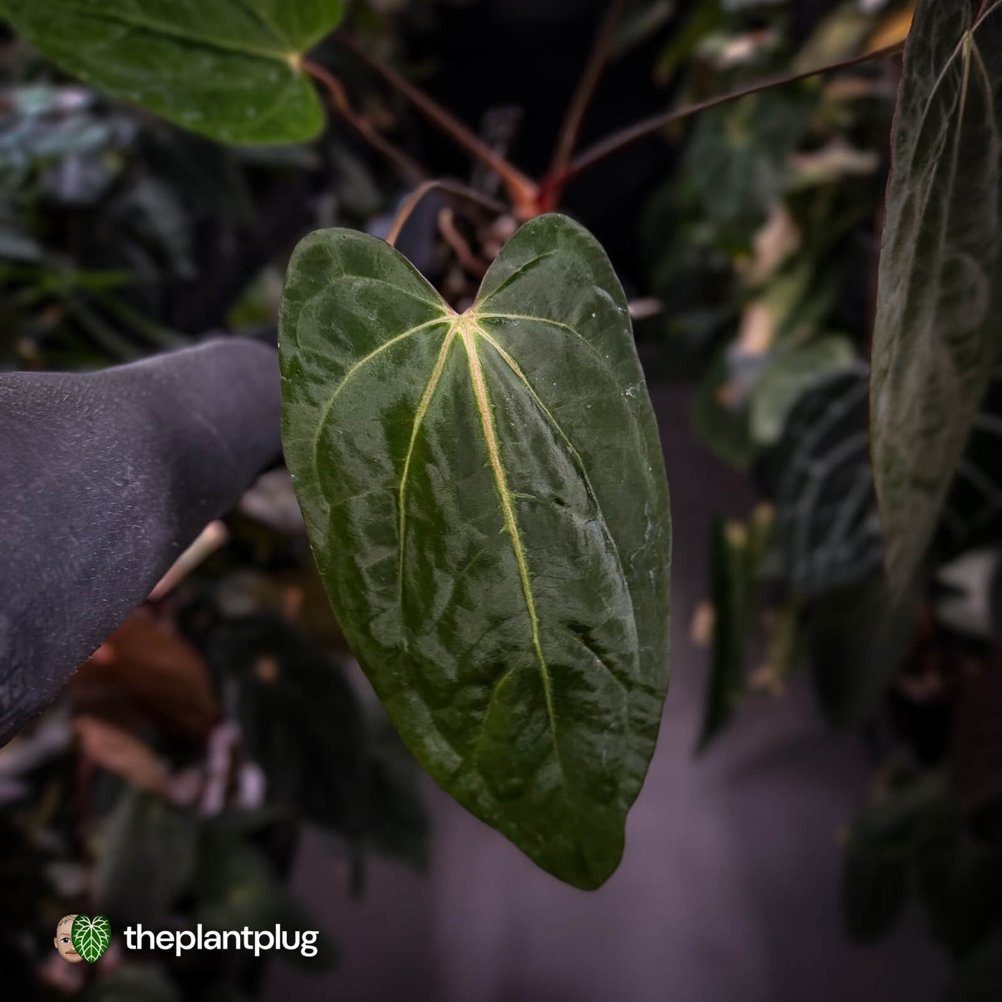 Anthurium carlablackiae 'TPP1' x (pap x dress, ex. JS) • XL select plant