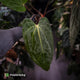 Anthurium carlablackiae 'TPP1' x (pap x dress, ex. JS) • XL select plant
