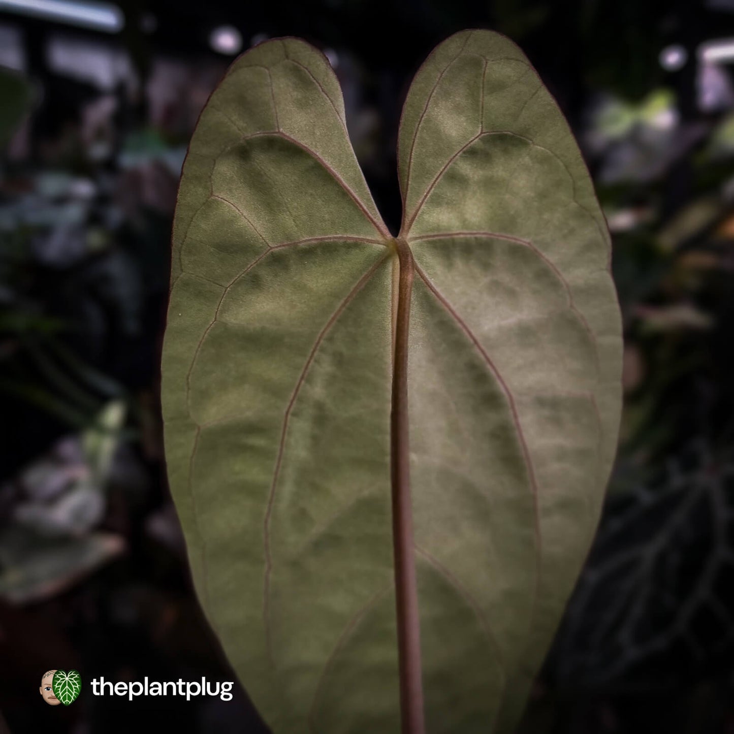 Anthurium carlablackiae 'TPP1' x (pap x dress, ex. JS) • XL select plant