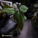 Anthurium antolakii (ex. Tezula) x self