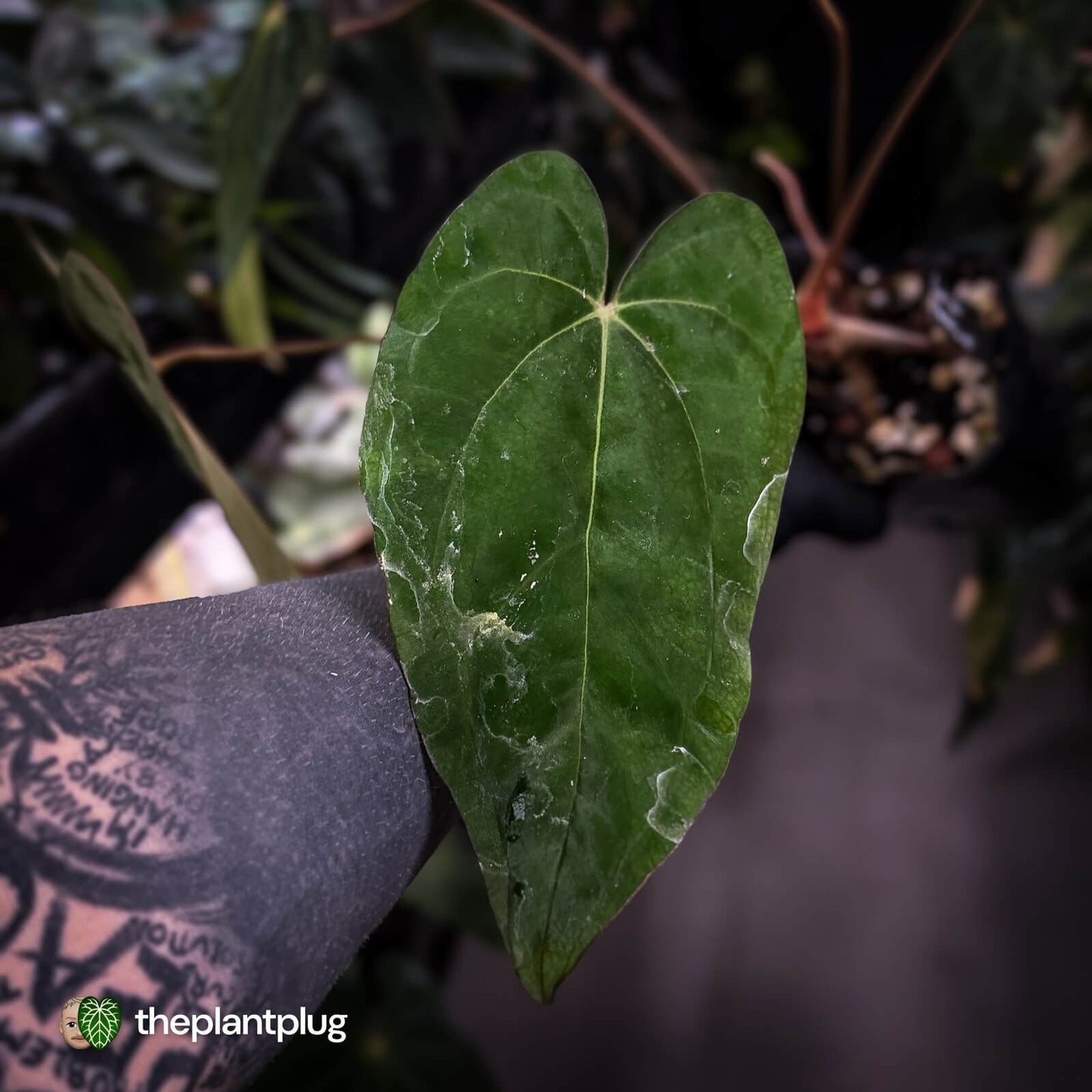 Anthurium carlablackiae 'TPP1' x (pap x dress, ex. JS) • XL select plant