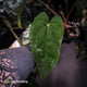 Anthurium carlablackiae 'TPP1' x (pap x dress, ex. JS) • XL select plant