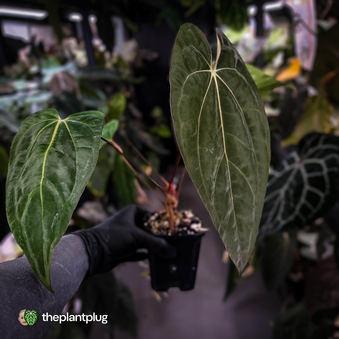 Anthurium carlablackiae 'TPP1' x (pap x dress, ex. JS) • XL select plant