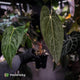 Anthurium carlablackiae 'TPP1' x (pap x dress, ex. JS) • XL select plant
