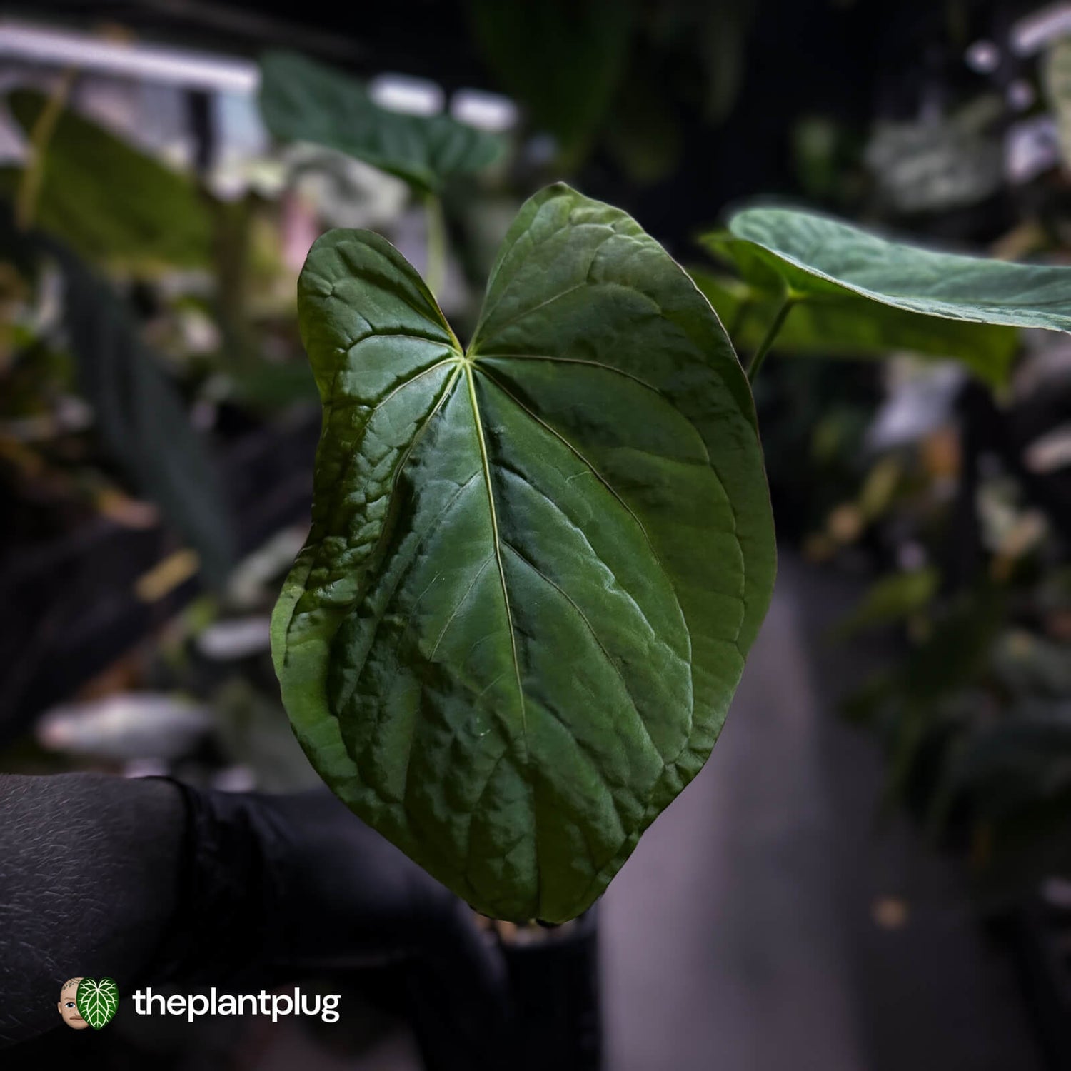 Anthurium ('Midnight Velvet' x pap) x kunayalense