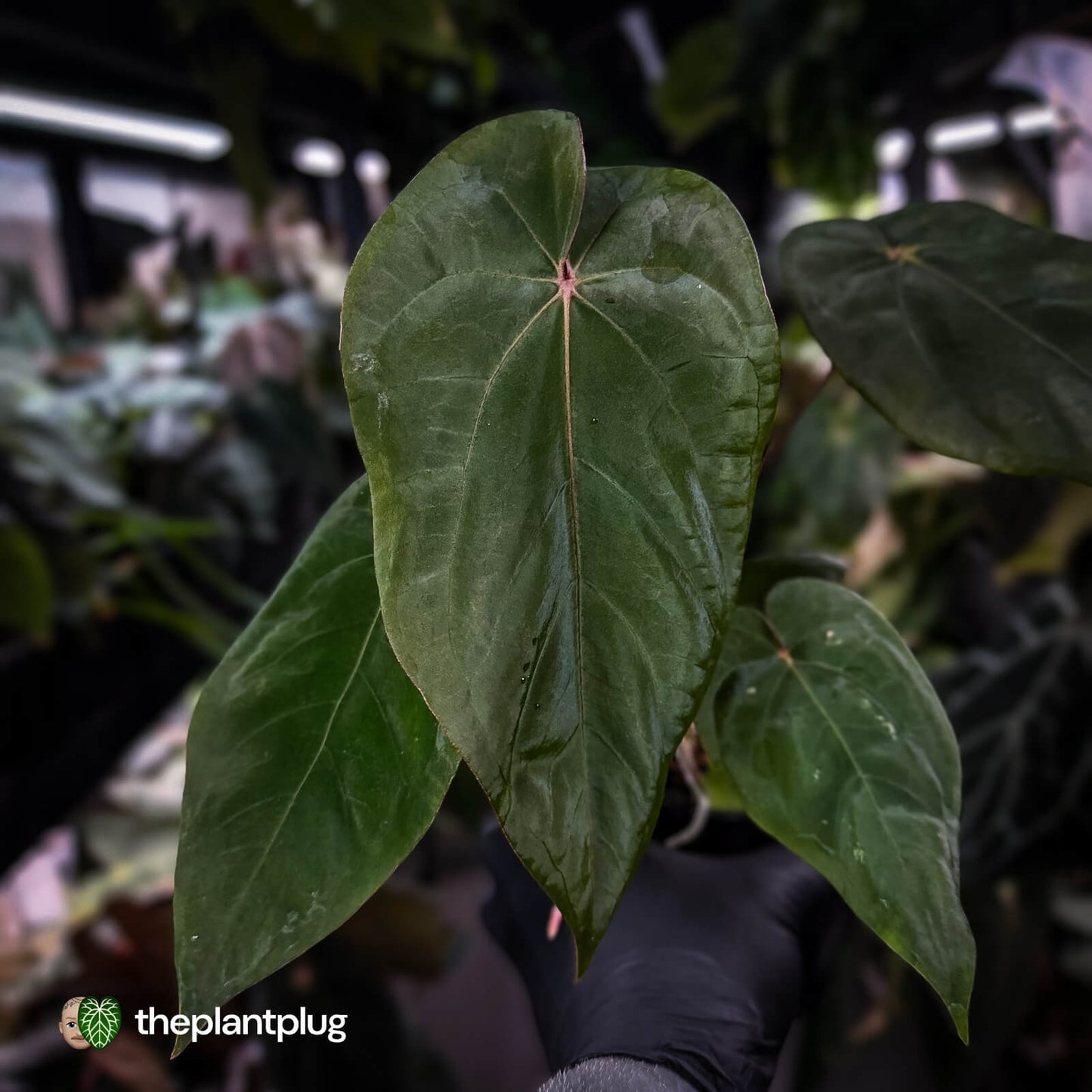 Anthurium 'Deadpool' x 'Volcanic Ash'