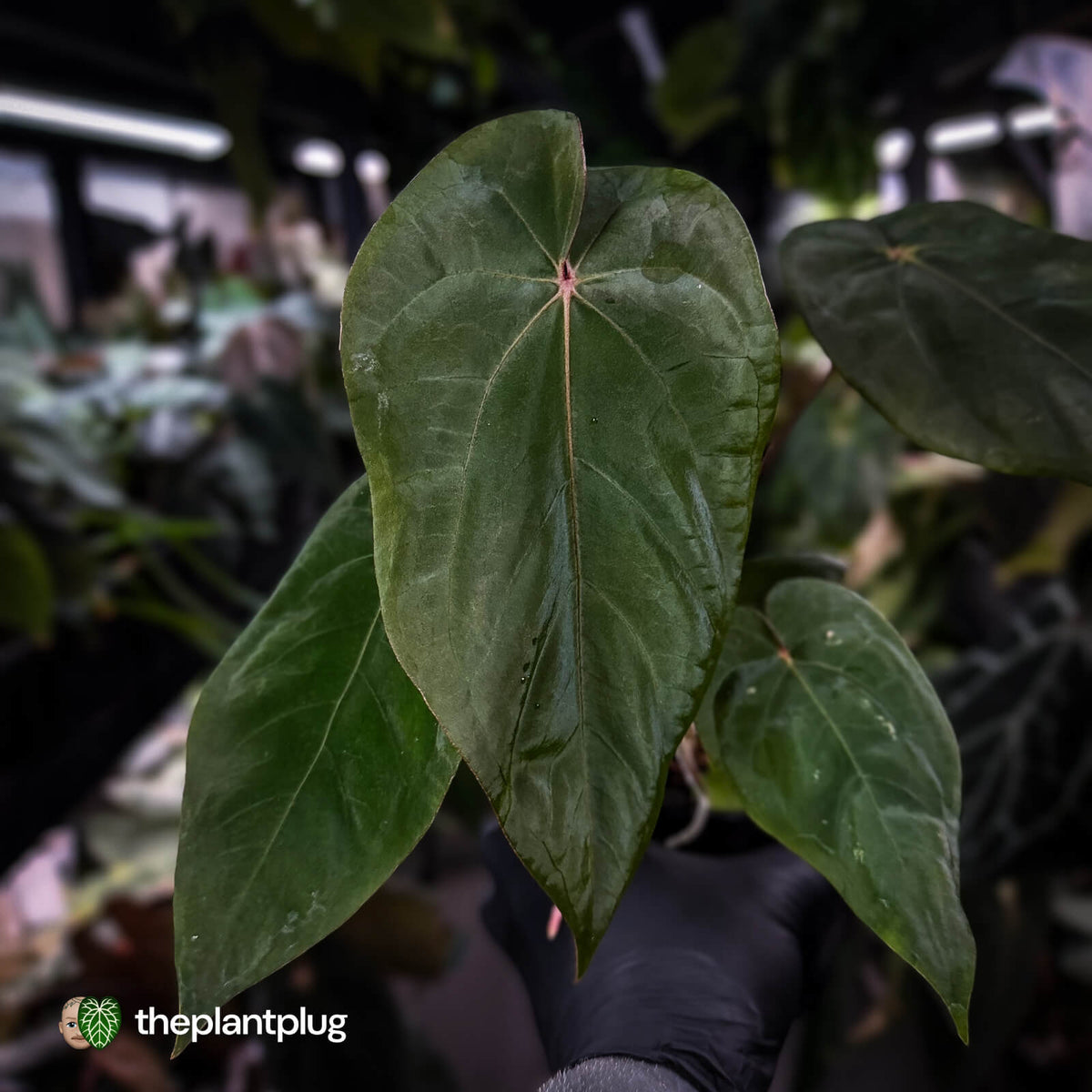 Anthurium 'Deadpool' x 'Volcanic Ash'