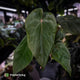 Anthurium 'Deadpool' x 'Volcanic Ash'