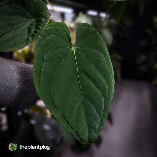 Anthurium ('Midnight Velvet' x pap) x kunayalense