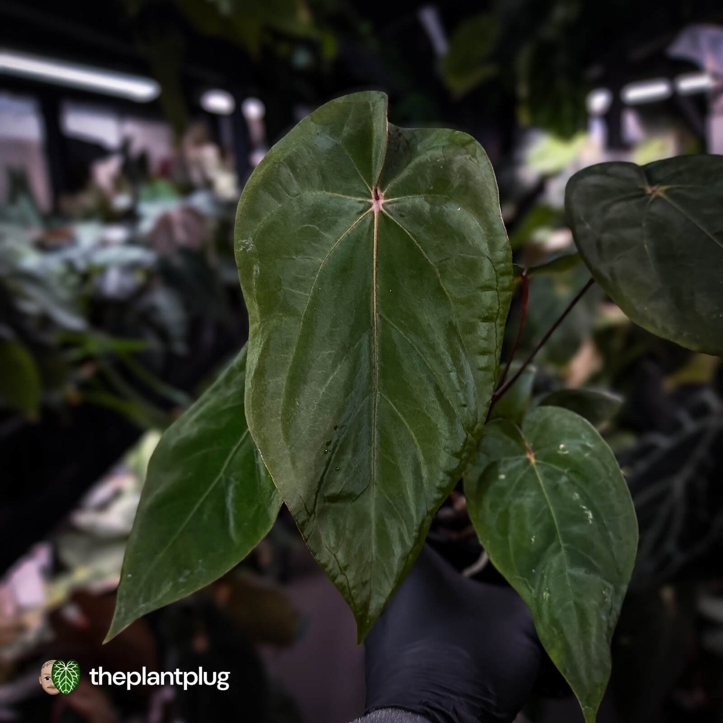 Anthurium 'Deadpool' x 'Volcanic Ash'