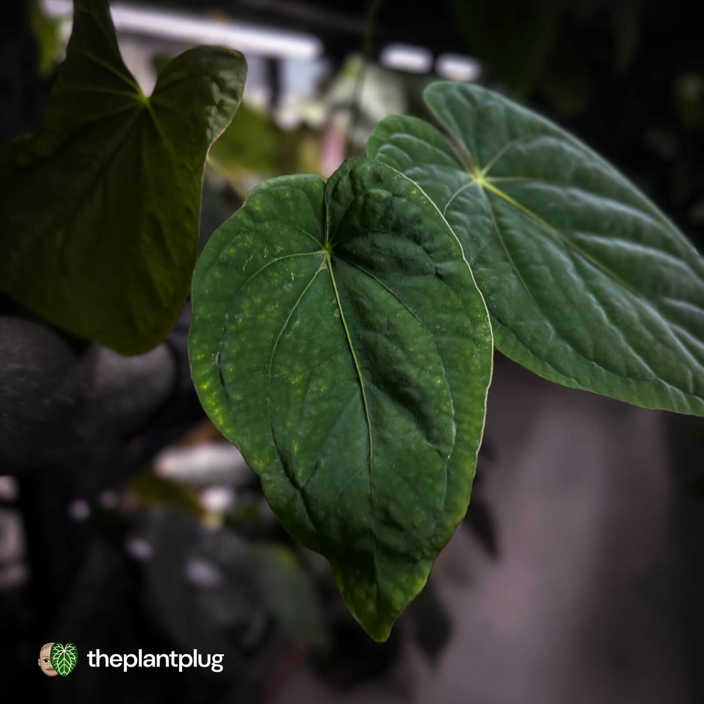 Anthurium ('Midnight Velvet' x pap) x kunayalense