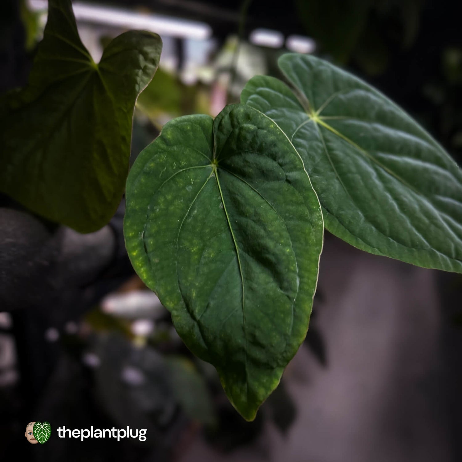 Anthurium ('Midnight Velvet' x pap) x kunayalense