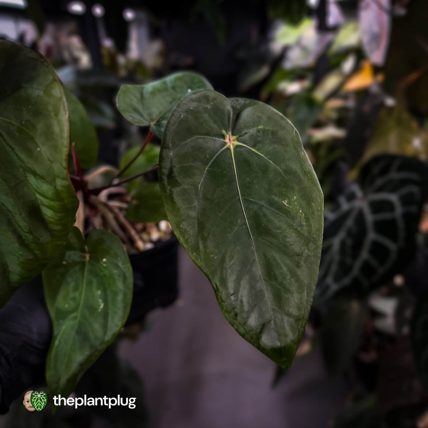 Anthurium 'Deadpool' x 'Volcanic Ash'