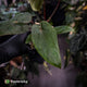 Anthurium 'Deadpool' x 'Volcanic Ash'