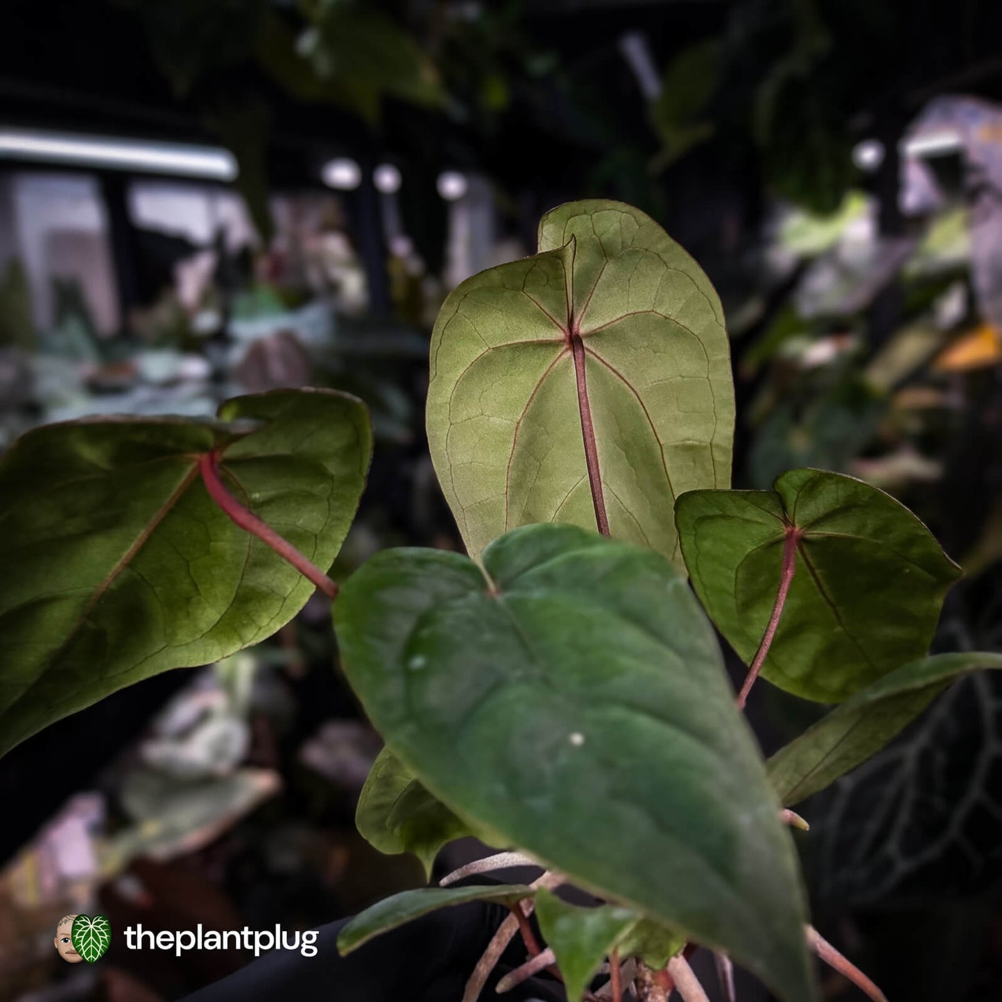 Anthurium 'Deadpool' x 'Volcanic Ash'