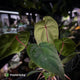 Anthurium 'Deadpool' x 'Volcanic Ash'